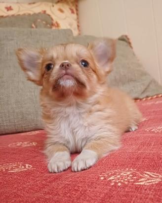 Chihuahua cucciola pelo lungo