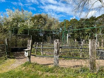 Giostra per movimento cavalli