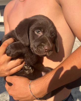 Labrador Retriever