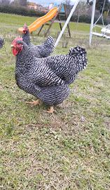 Galline Amrock