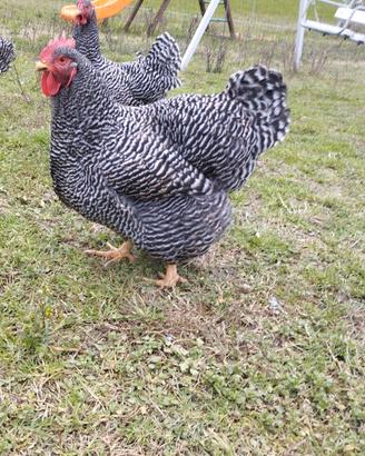 Galline Amrock