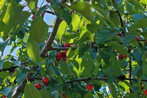 Terreno agricolo a puntalazzo