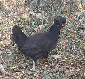 Galline razza Padovana