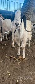 Capra maltese femmina
