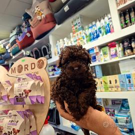 Barboncino toy cioccolato