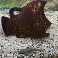 Pesci Ancistrus acquario