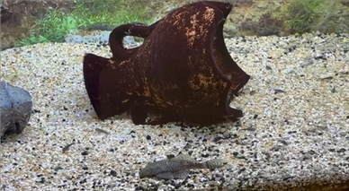 Pesci Ancistrus acquario