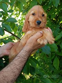 cuccioli di Cocker ( cocher, koker, kooker)