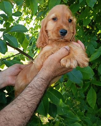 cuccioli di Cocker ( cocher, koker, kooker)