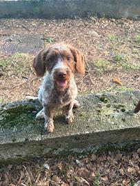 Cucciola Bracco-Lagotto