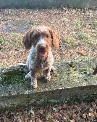 Cucciola Bracco-Lagotto
