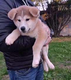 Akita inu
