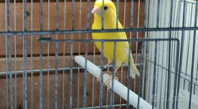 Canarini gialli intensi 2025