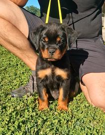 Cuccioli rottweiler alta genealogia