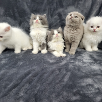 Cucciolata di scottish fold