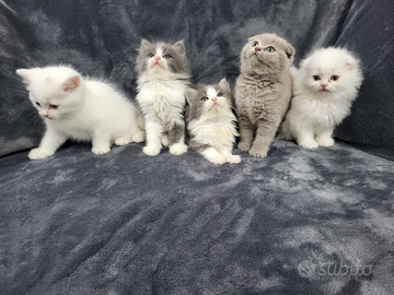 Cucciolata di scottish fold