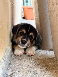 Welsh Corgi Pembroke