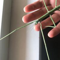 Medauroidea extradentata