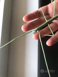 Medauroidea extradentata