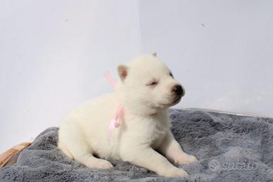 Siberian Husky con pedigree Enci e certificati