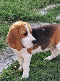 Beagle cuccioli