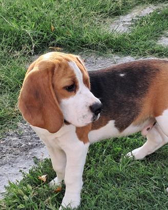 Beagle cuccioli
