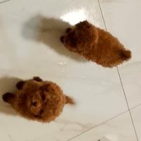 Barboncini mini toy-toy