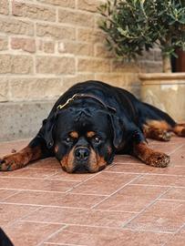 Rottweiler per Monta