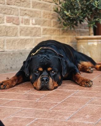 Rottweiler per Monta
