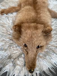 pelliccia intera da volpe oroginale