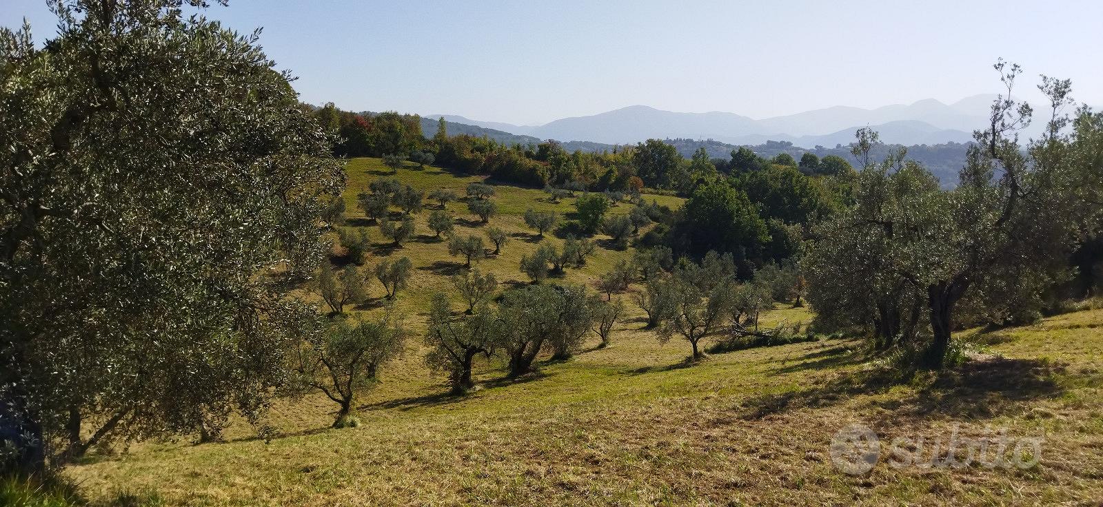 Terreno agricolo in biologico a Mompeo (RI) - Vista 3