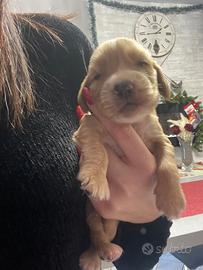 Cuccioli di cocker spaniel con Pedigree Enci