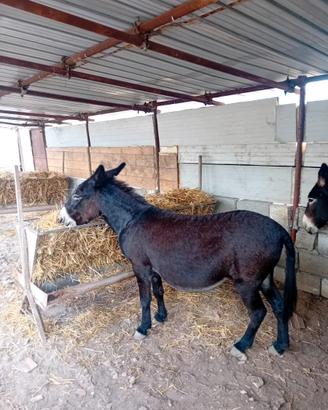 Asini e asine