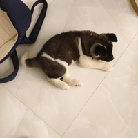 Cane akita americano