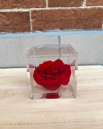 Rosa stabilizzata grande Nuova Flower cube Italy
