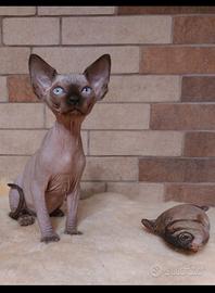 Cuccioli di Canadian Sphynx