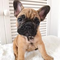 Cuccioli di bulldog francesi rossi M e F