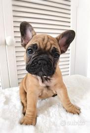 Cuccioli di bulldog francesi rossi M e F