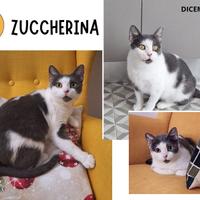 ZUCCHERINA, dolce pupina di 2 anni