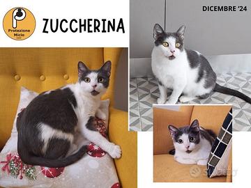 ZUCCHERINA, dolce pupina di 2 anni