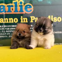 Spitz tedesco nano di pomerania