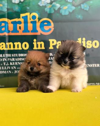 Spitz tedesco nano di pomerania