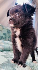Chihuahua a pelo lungo