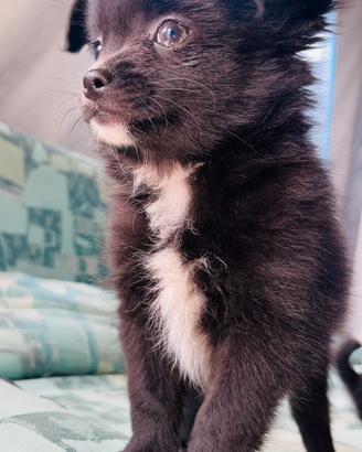 Chihuahua a pelo lungo