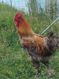 Gallo Marans