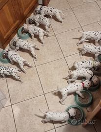 Cuccioli dalmata