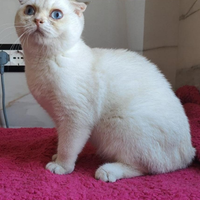 Maschio Scottish fold pedigree ENFI