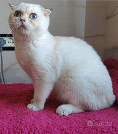 Maschio Scottish fold pedigree ENFI