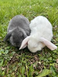 Coniglio ariete nano