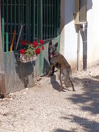 Pastore Olandese 2 anni dolcissima e sana